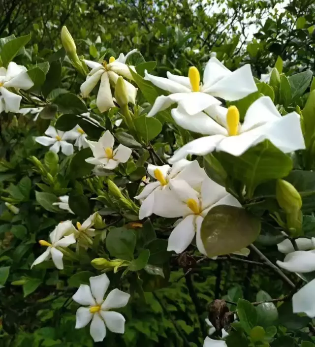 5000亩!四川这个地方的栀子花开了,漫山遍野,香飘十里!