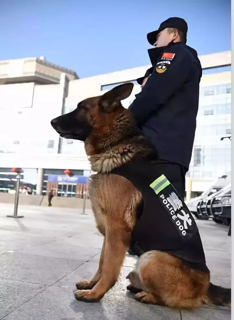 警犬退役后的生活安排,为我大中国的安置方式点赞