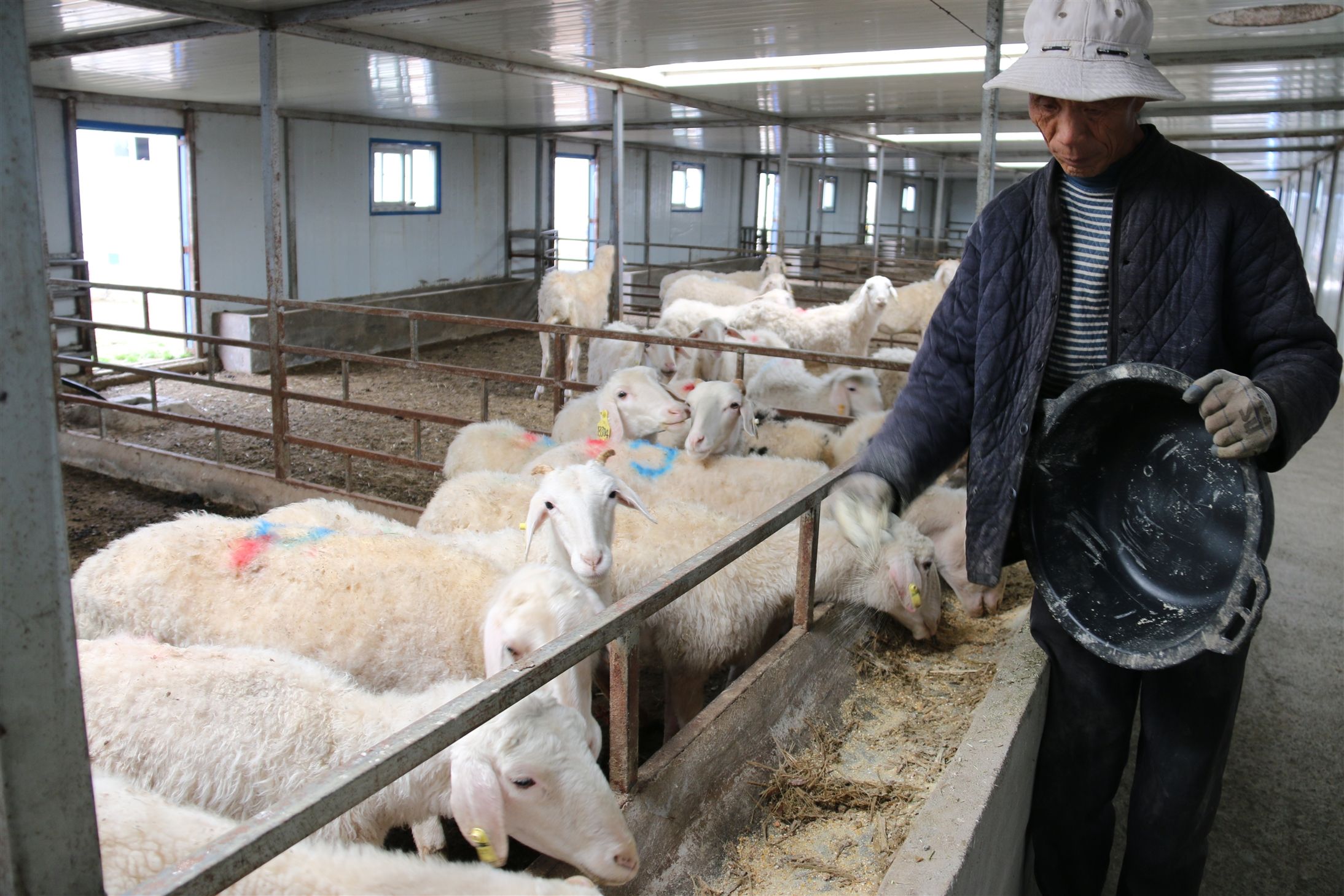 养羊挣钱不容易的5个原因，养羊人太难了！