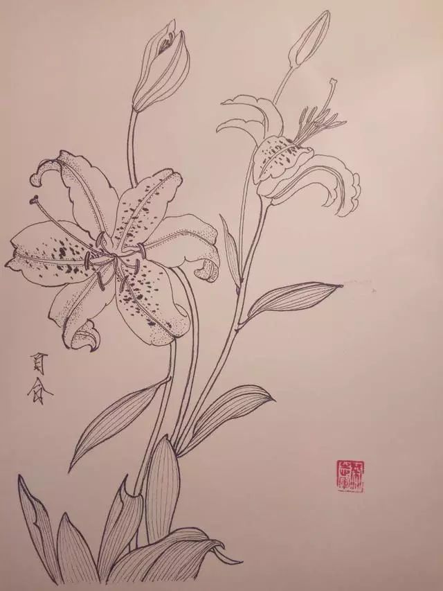 叶志军先生的钢笔白描花卉作品分享