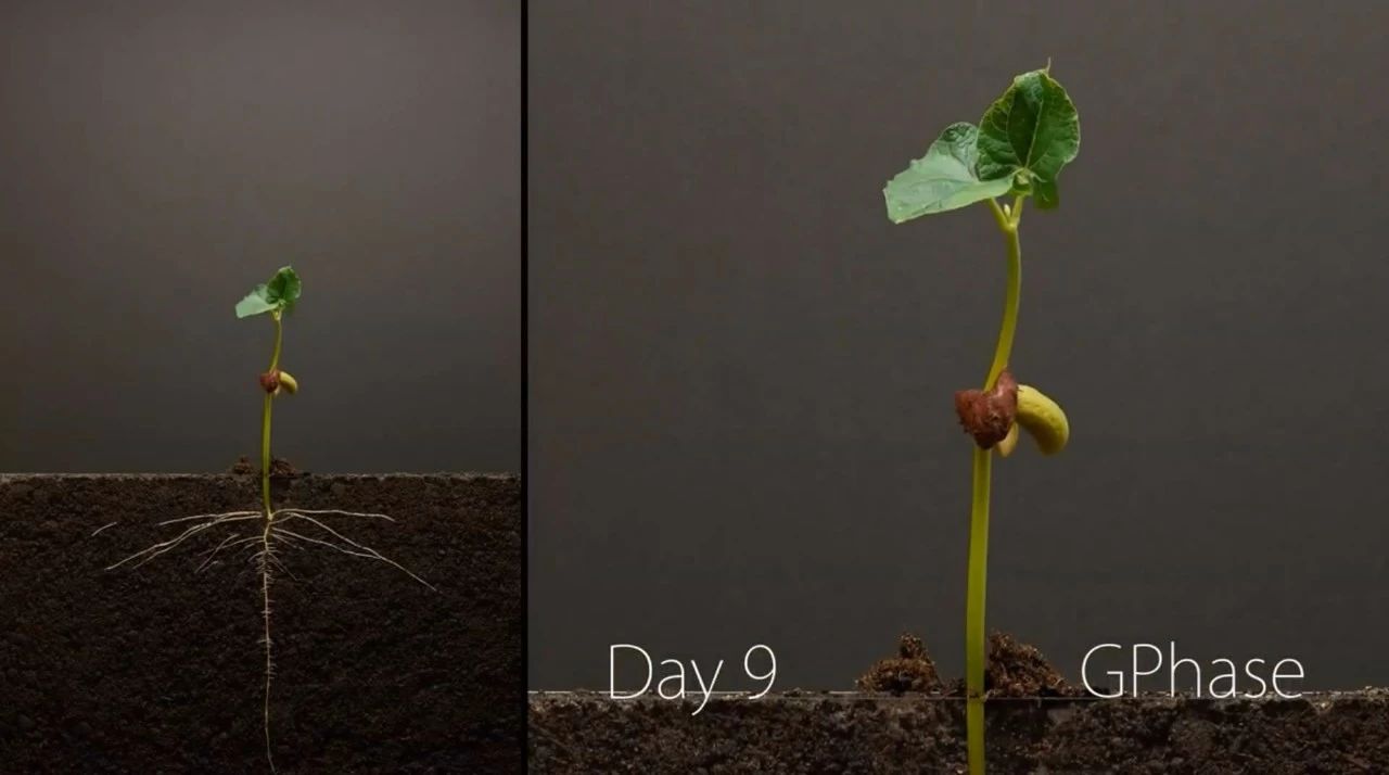 用600小时记录1粒种子萌芽全过程超震撼的延时摄影