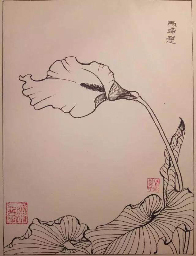 叶志军先生的钢笔白描花卉作品分享