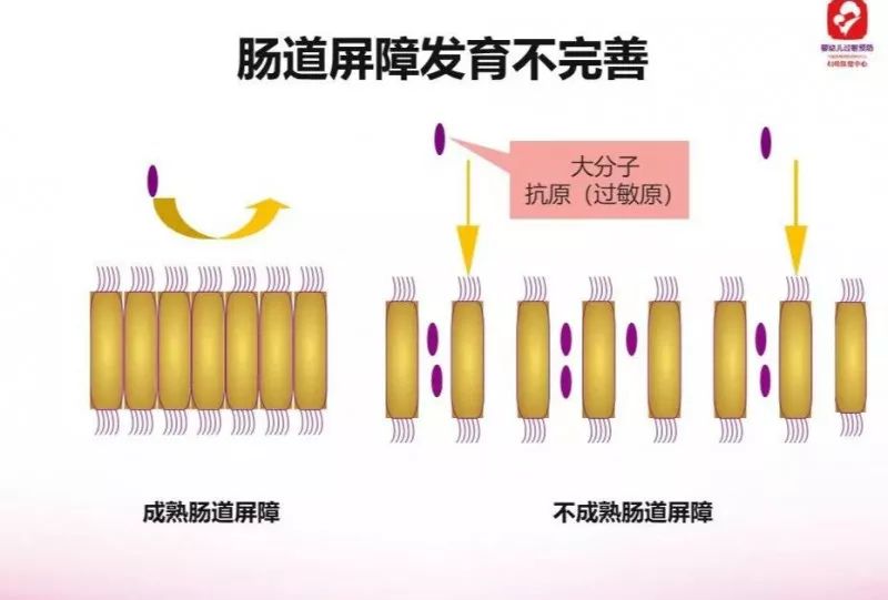 成熟的肠道屏障功能就像有一个盖子,大分子的蛋白质进不了这个肠道,也