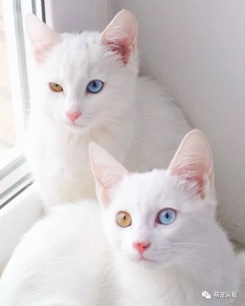 一对美丽的鸳鸯眼大白猫眼里有整个宇宙