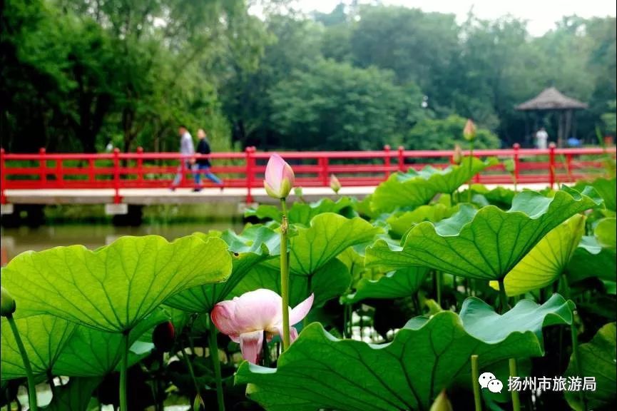 荷花池卖婚纱的地方_荷花池简笔画(2)