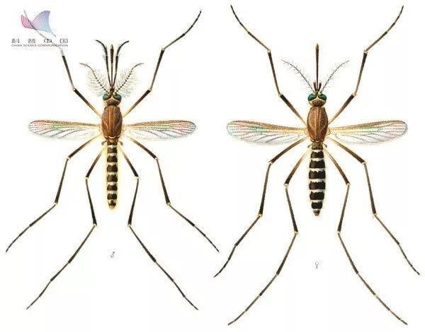 伊蚊( aedes aegypti), 冈比亚按蚊(anopheles gambiae)和 致倦库蚊