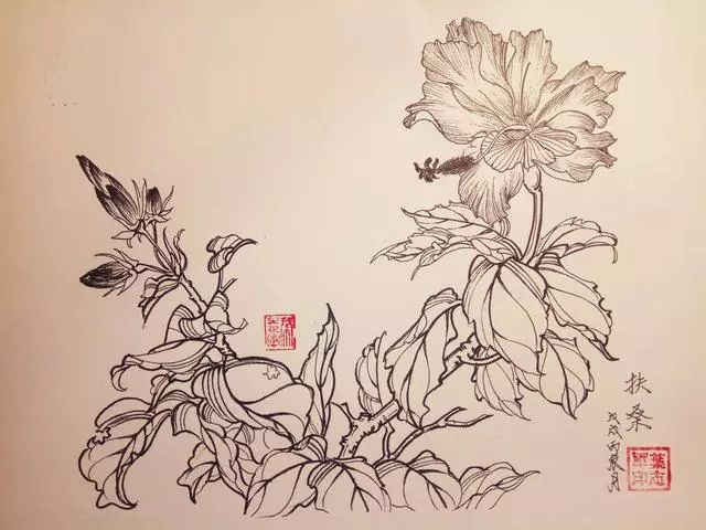 叶志军先生的钢笔白描花卉作品分享