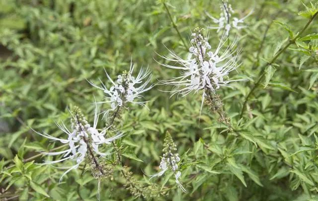 农村里3种植物专治尿酸高,泡水喝一天降50,城里买不到!