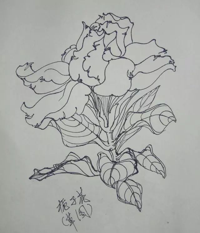 叶志军先生的钢笔白描花卉作品分享