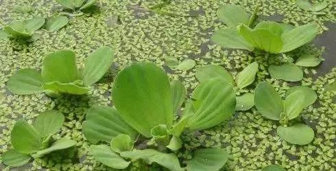 大薸&水葫芦&浮萍:石菖蒲亦能起到很好的作用,而且可以净化水质,对于