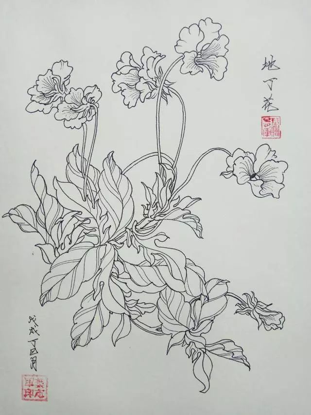 叶志军先生的钢笔白描花卉作品分享