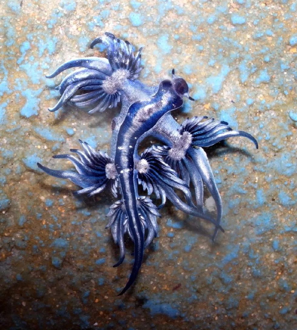 大西洋海神海蛞蝓,像是穿越到人间的宠物小精灵