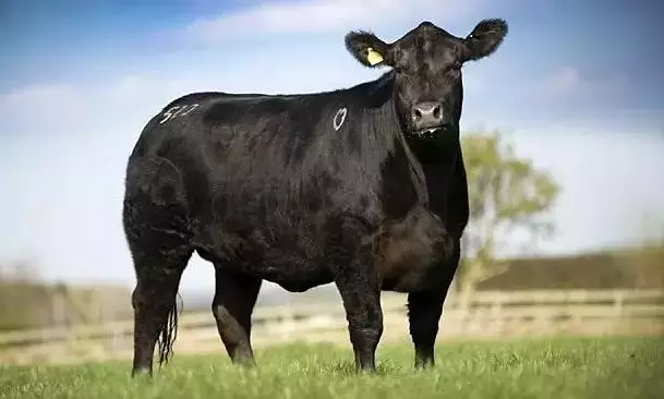安格斯牛个体,生长速度虽然要优于国内多数牛种,但却要稍次于西门塔尔