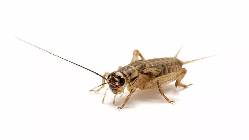 蟋蟀;蛐蛐 a cricket is a small jumping insect that produces