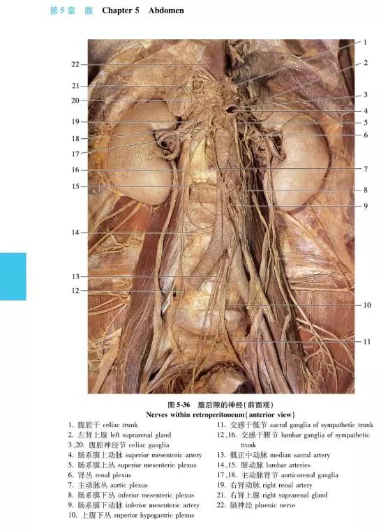 按照医学院校人体解剖学课程进度安排章节内容,方便医学生学习使用