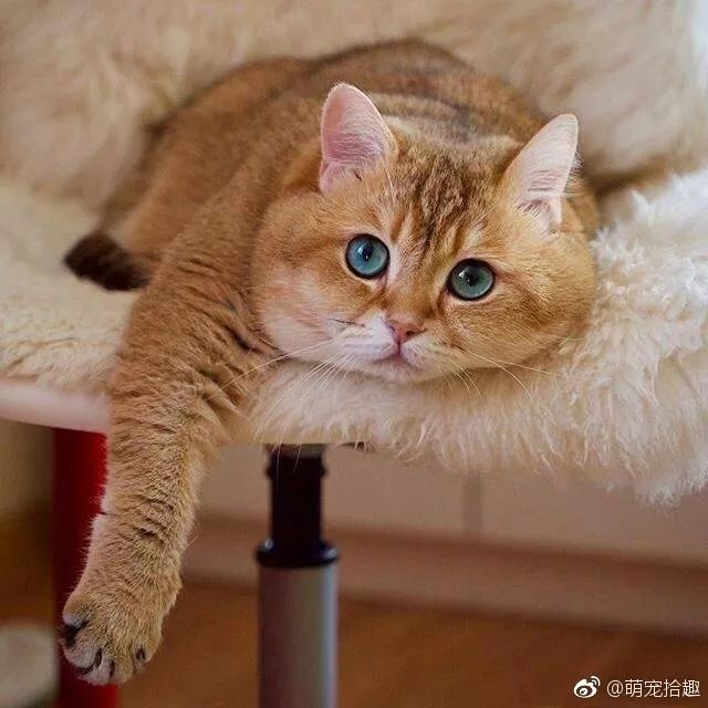 每日吸丨圆脸的橘猫才是最可爱超萌萌哒