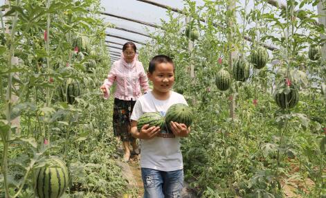 5月26日,开封市贺砦村有机西瓜种植基地,一位家长和小朋友在大棚内