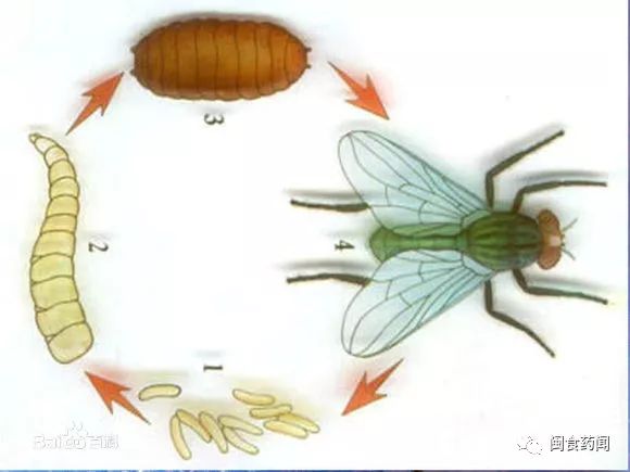 【食安科谱】小小苍蝇危害大,科学防范饮食更健康