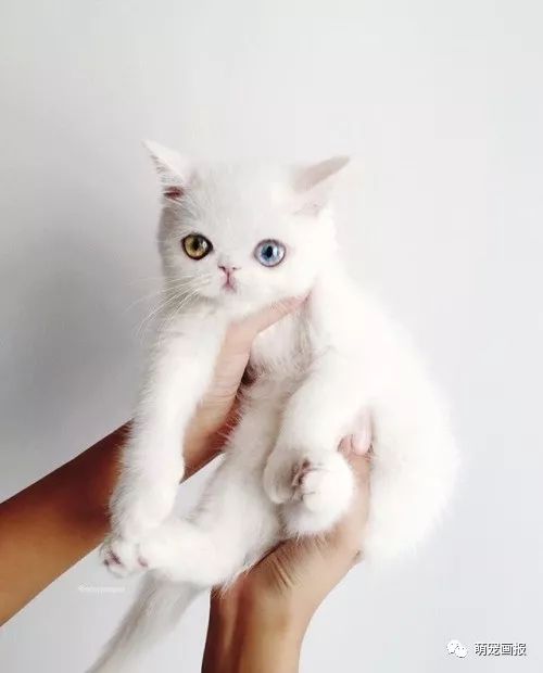 异色瞳的白色猫咪集锦,眼睛真的太美了!