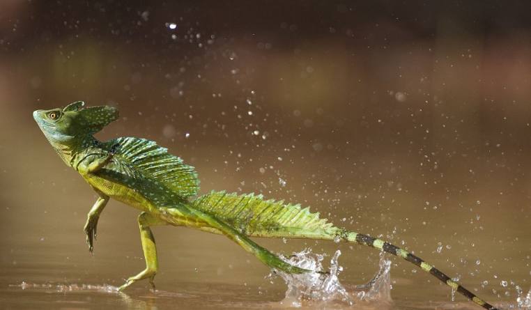 这种头顶绿色双冠的胆小蜥蜴,是如何炼成"水上漂"这门功夫的?