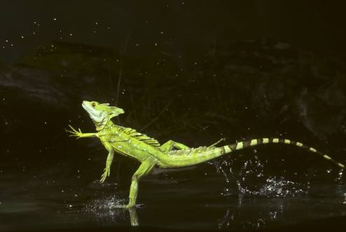 这种头顶绿色双冠的胆小蜥蜴,是如何炼成"水上漂"这门