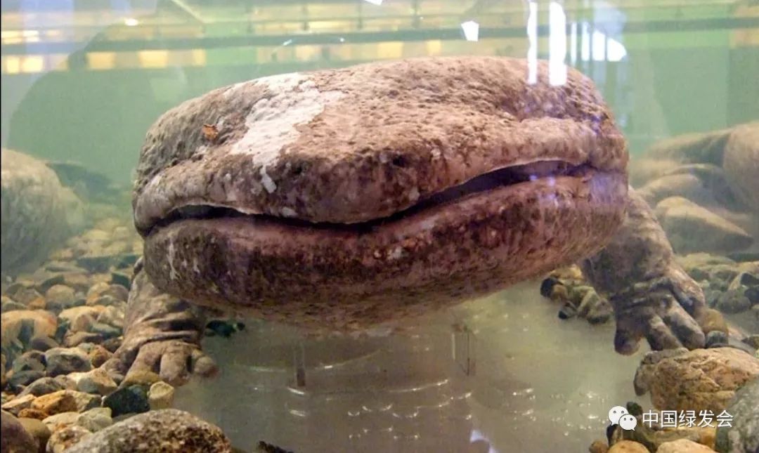 世界最大两栖动物中国巨型蝾螈,自恐龙时代以来,种群几乎没有变化