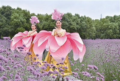 雨后,在荪湖马鞭草花海"花仙子"引来游客关注 通讯员供图