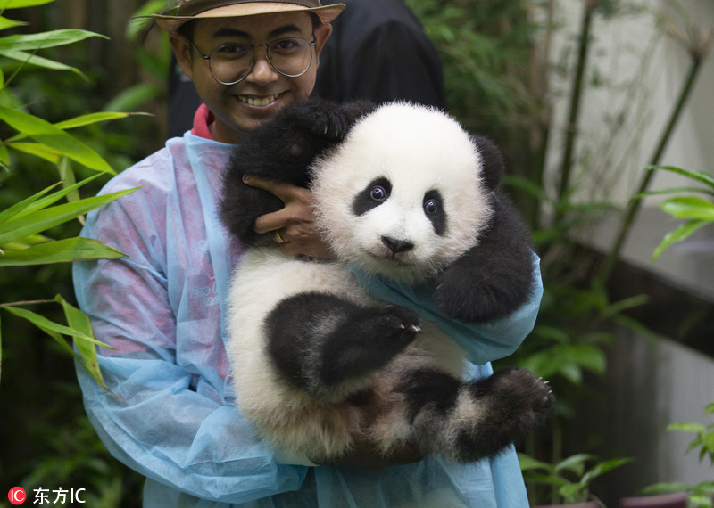 马来西亚新生大熊猫宝宝首亮相 小手捂耳朵萌翻了 