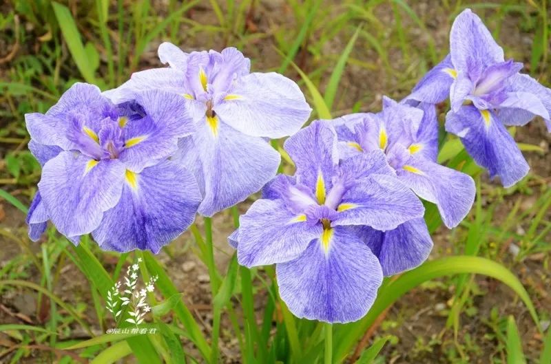 乡土植物|惊艳了时光的鸢尾:玉蝉花