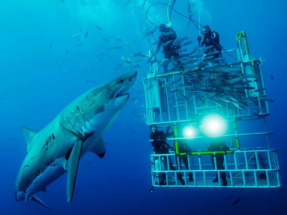 san diego shark diving