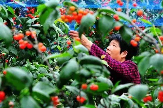 地址:锡山区安镇锡东大道农博园北50米 无锡斗山 无锡斗山脚下的 辛巷