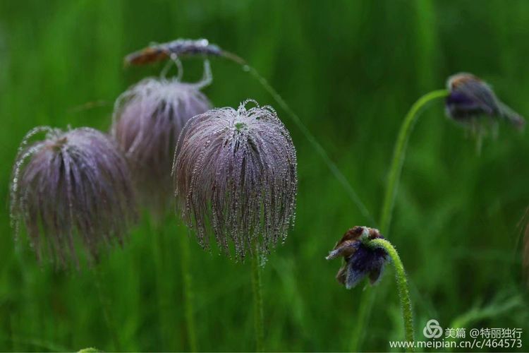 特丽独行:耗子花开动兴安