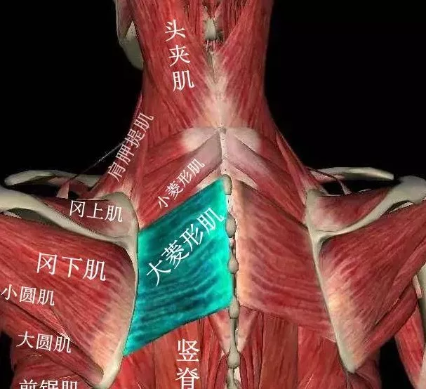 菱形肌--背部疼痛的主要原因(附锻炼方法!)