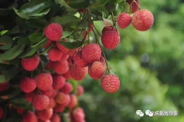 夏日气息越来越浓 风中夹带着水果的清甜 要不了多久 从化光靠水果