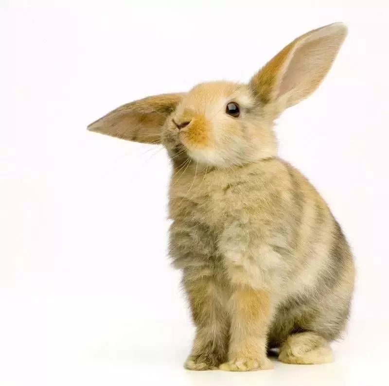 兔子有一只耳朵耷拉着是怎么回事?