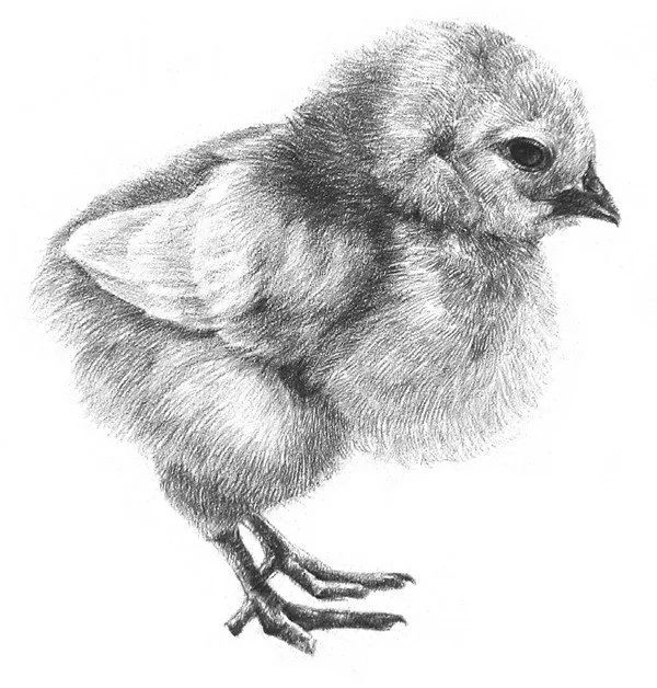 手绘素描:素描小鸡的绘画教程