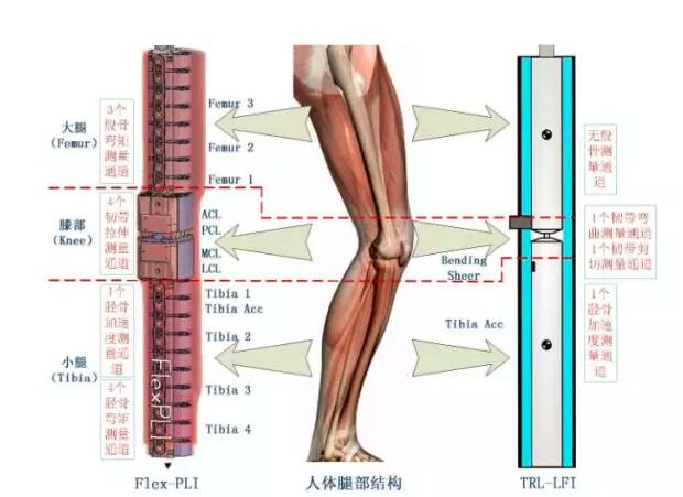 如图所示两种腿型冲击器与人体腿部结构的对比.