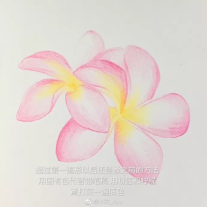 『彩铅教程』画美美的鸡蛋花