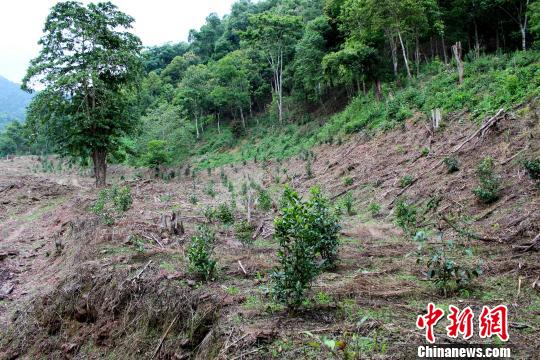 经调查,在自然保护区内种植茶树及围剥,砍伐林木系易武镇刮风寨村民李