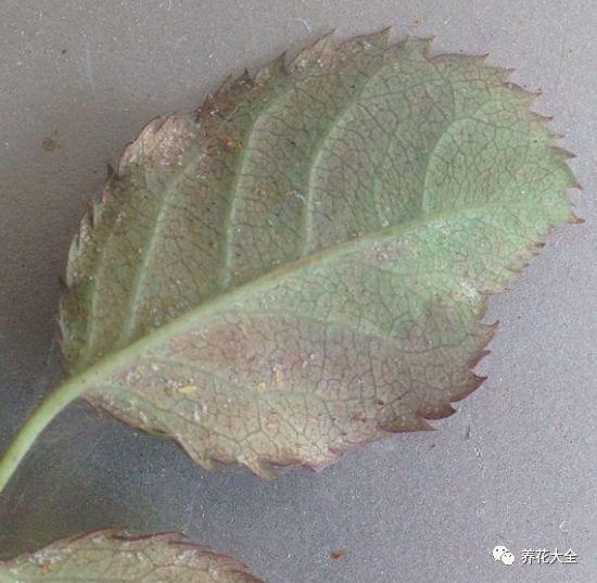 4,蚊香可以杀死红蜘蛛,蚜虫,白粉虱的虫害,从而让家里的花更健康!