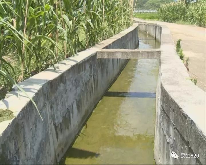 记者看到,吴老伯的抽水机放在村里一口鱼塘里,然后将水管放在水圳里