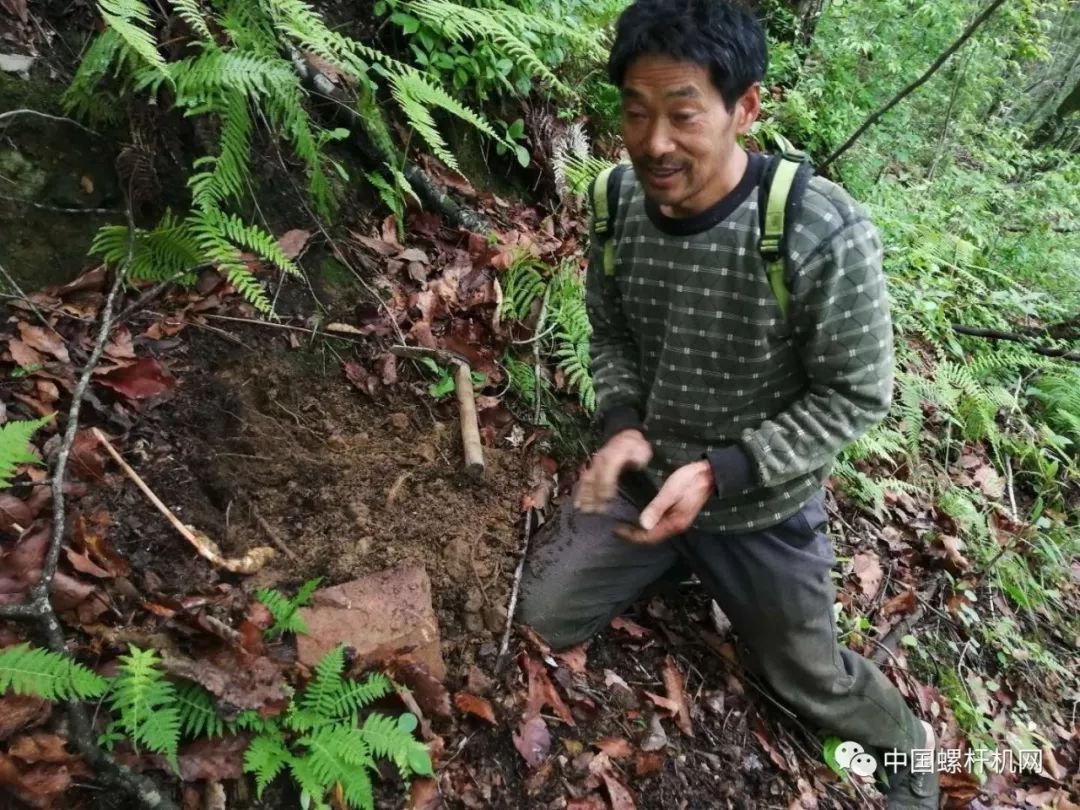 涨知识了,野生天麻原来长这样