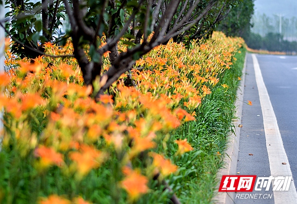 萱草连成"金丝带 一路"忘忧"赴昭山