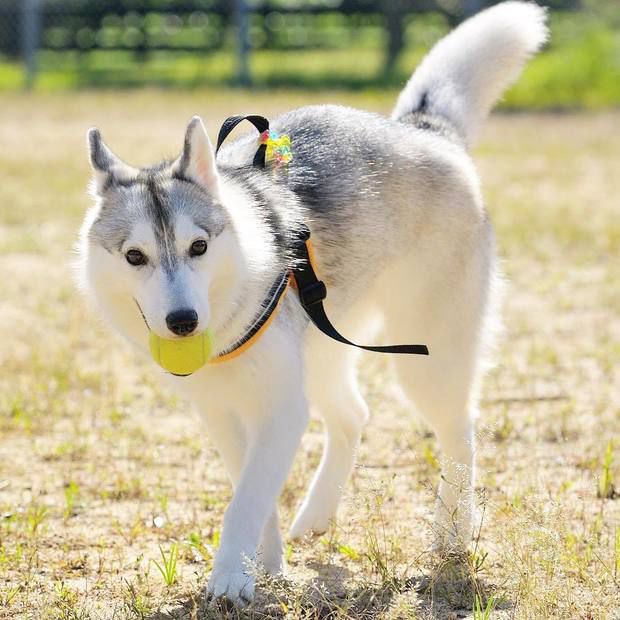 哈士奇竟然也有治愈系这只哈士奇根本是哈士奇中的一股清流