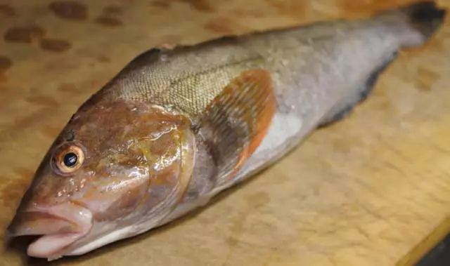 每天认识一种鱼247丨大泷六线鱼美味海黄鱼