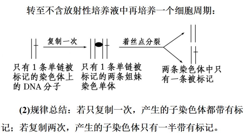 【生物】技巧丨图解法突破dna复制与细胞分裂中染色体