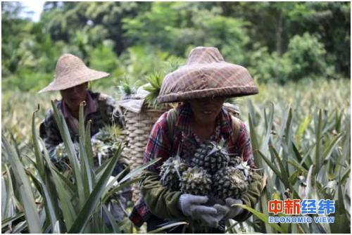 公益助农，一场美好的“爱心菠萝”行动