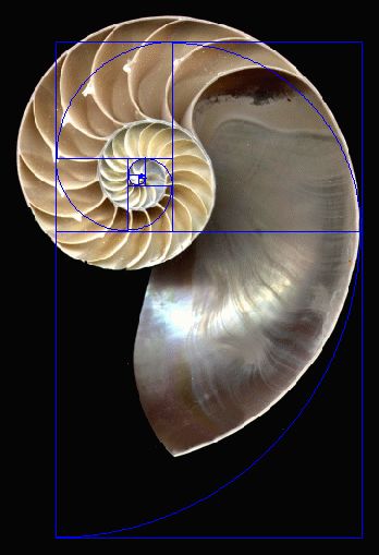 比如一只鹦鹉螺的壳儿.