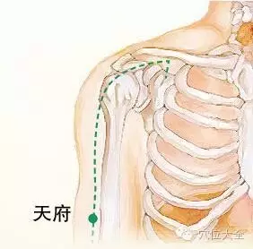 天府穴准确位置图和作用