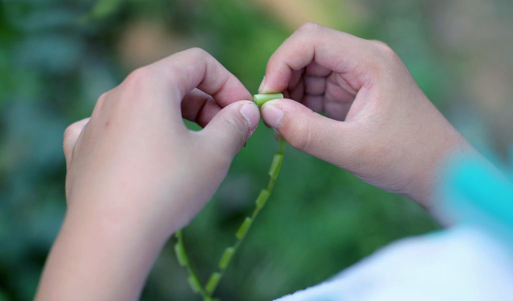 童年时在农村用红薯叶做成的"项链,耳环",你还记得吗?